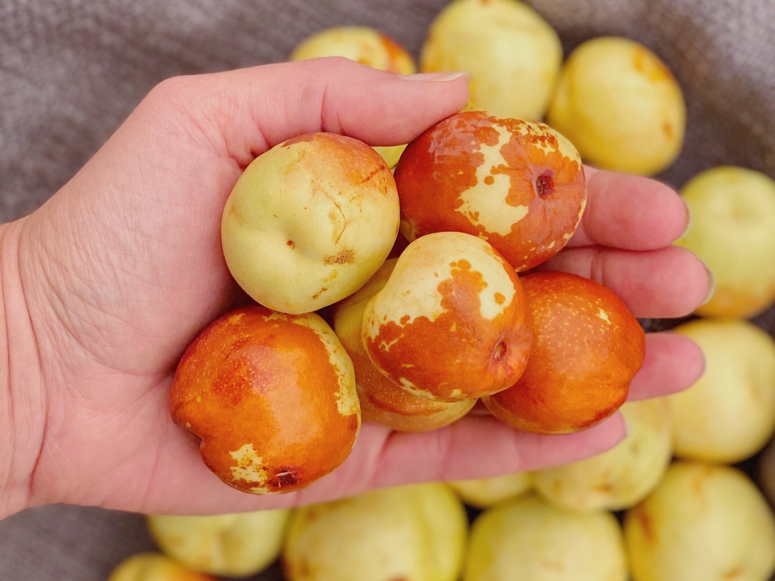 Introduce Eaters to Jujube Fruit!
