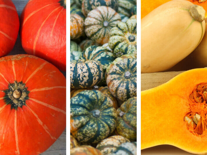 Welcoming Winter Squash