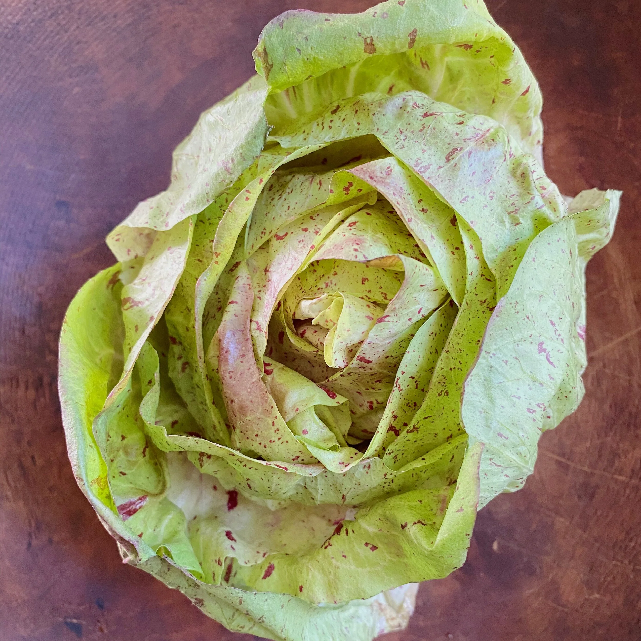 Radicchio, Variegato di lusia