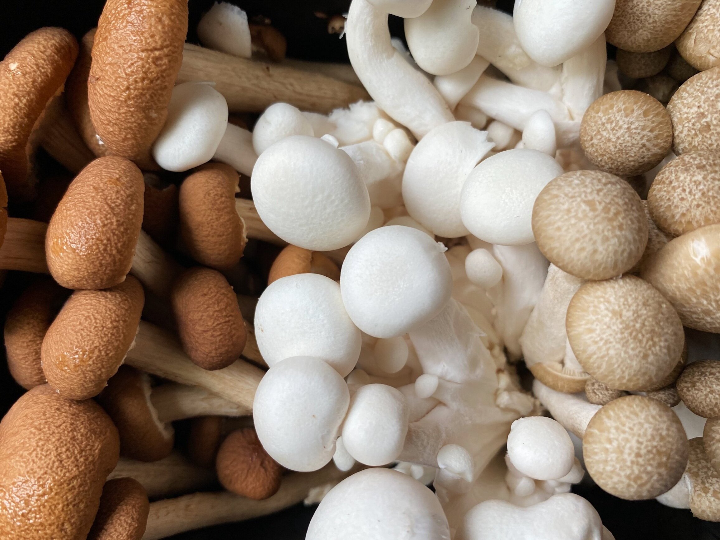 Marvelous Mushrooms: Mycopia Chef’s Sampler