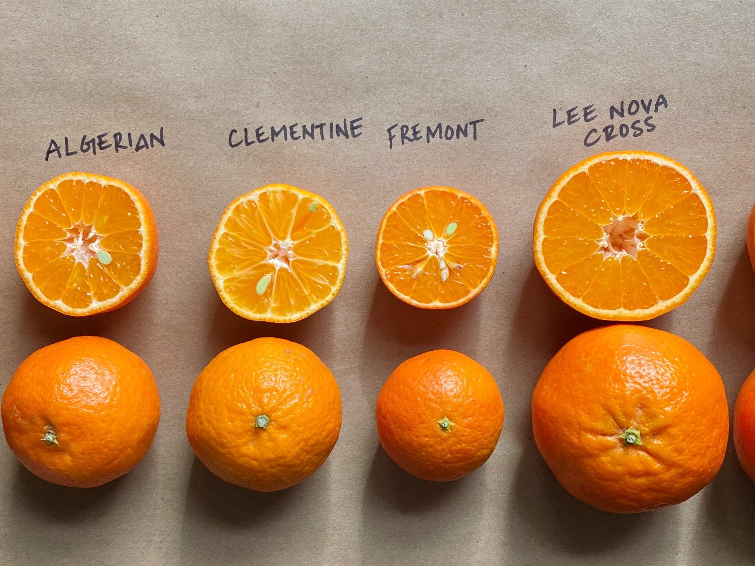 Small Round Orange Things