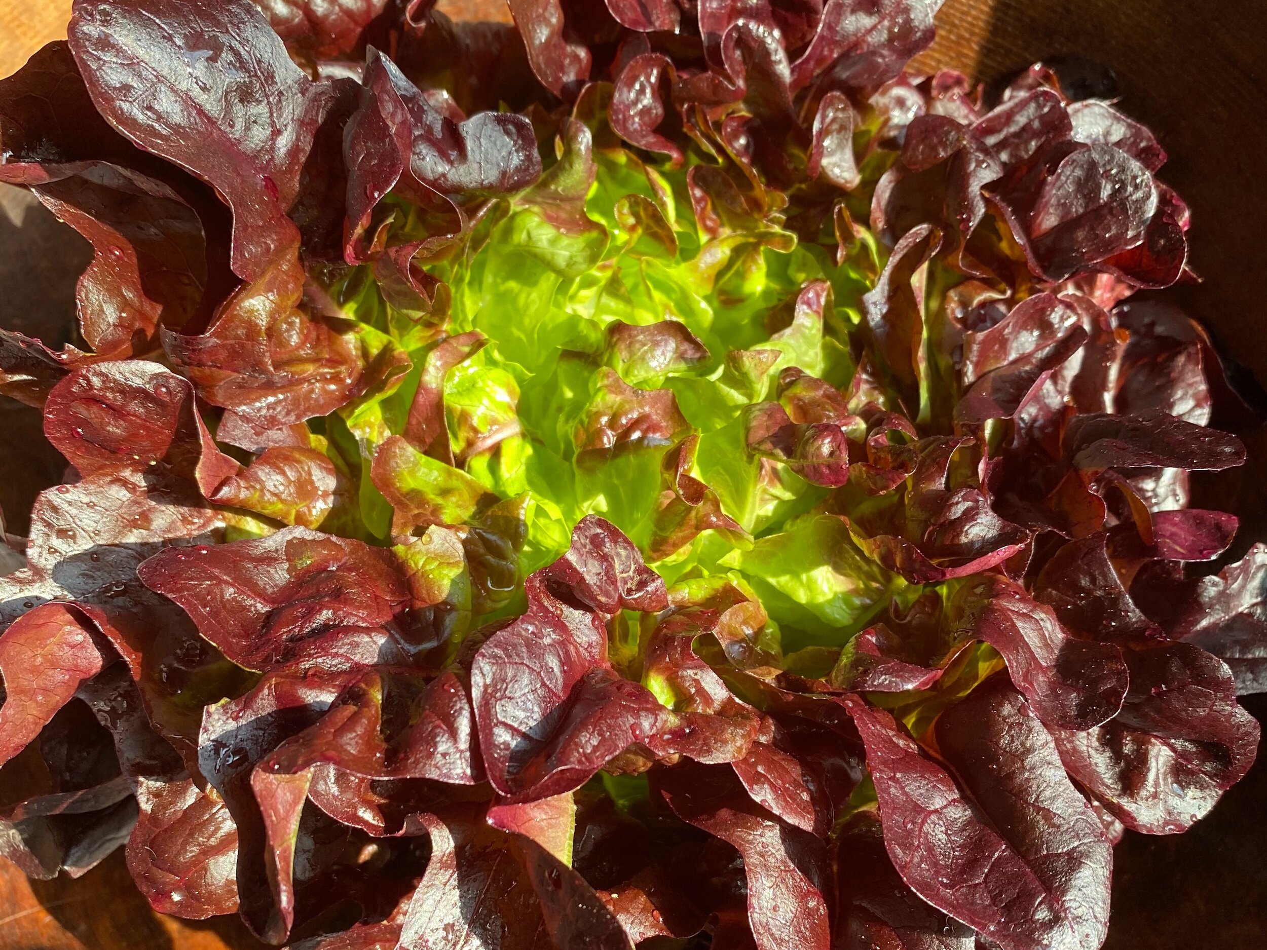 Salanova For Spring Salads!