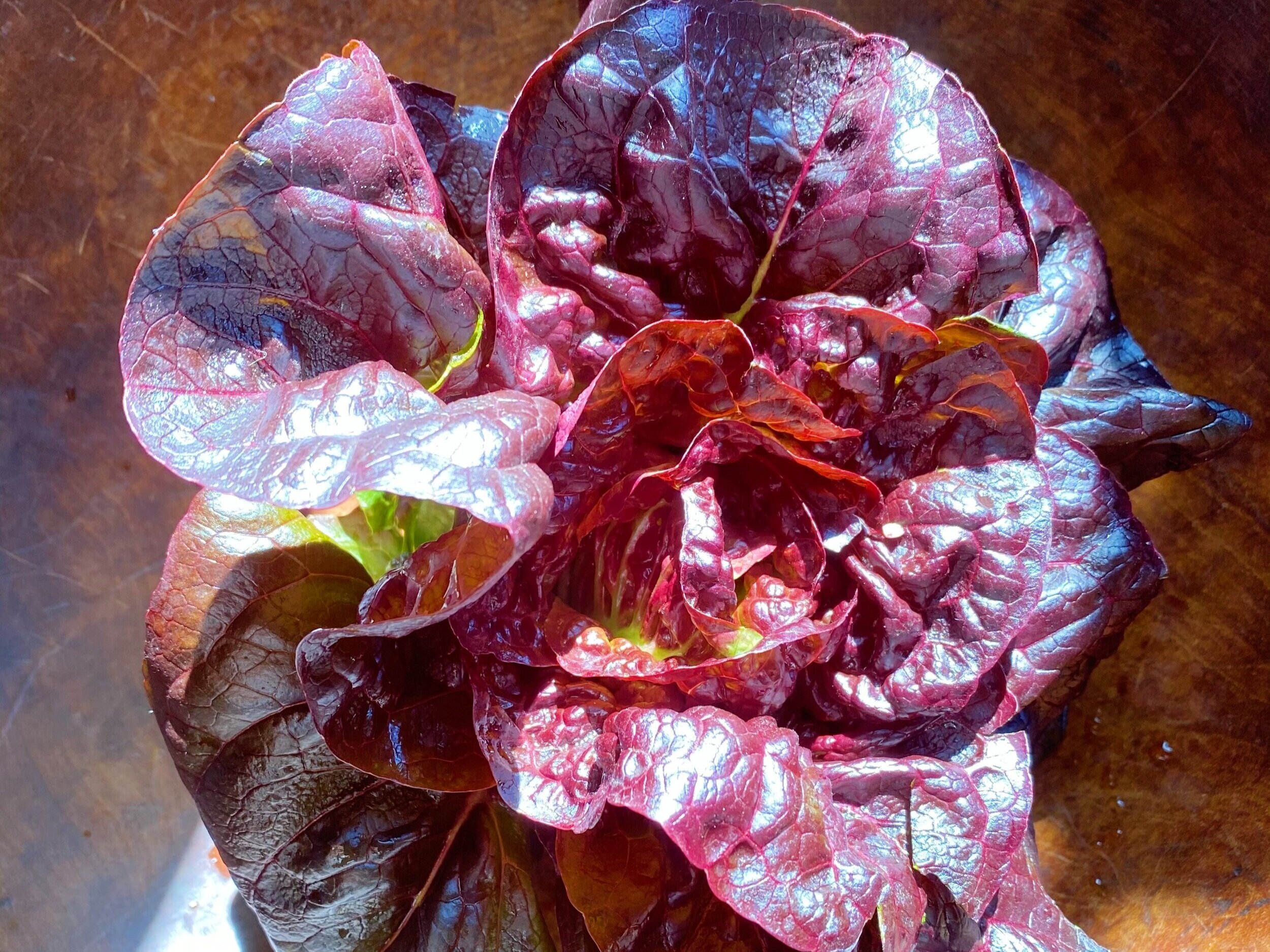 Little Gem Lettuce for Supreme Spring Salads!