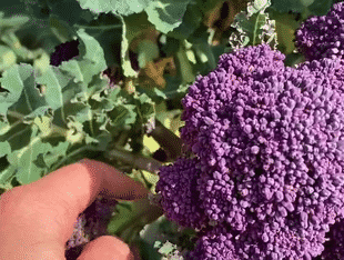Sunny Days Bring Increased Purple Sprouting Broccoli Harvest!