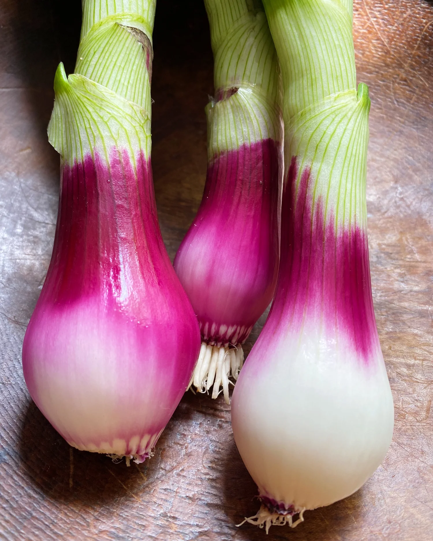 Spring Onion Local NW Spring Onions: Extraordinary Fresh Flavor! — Organically Grown Company