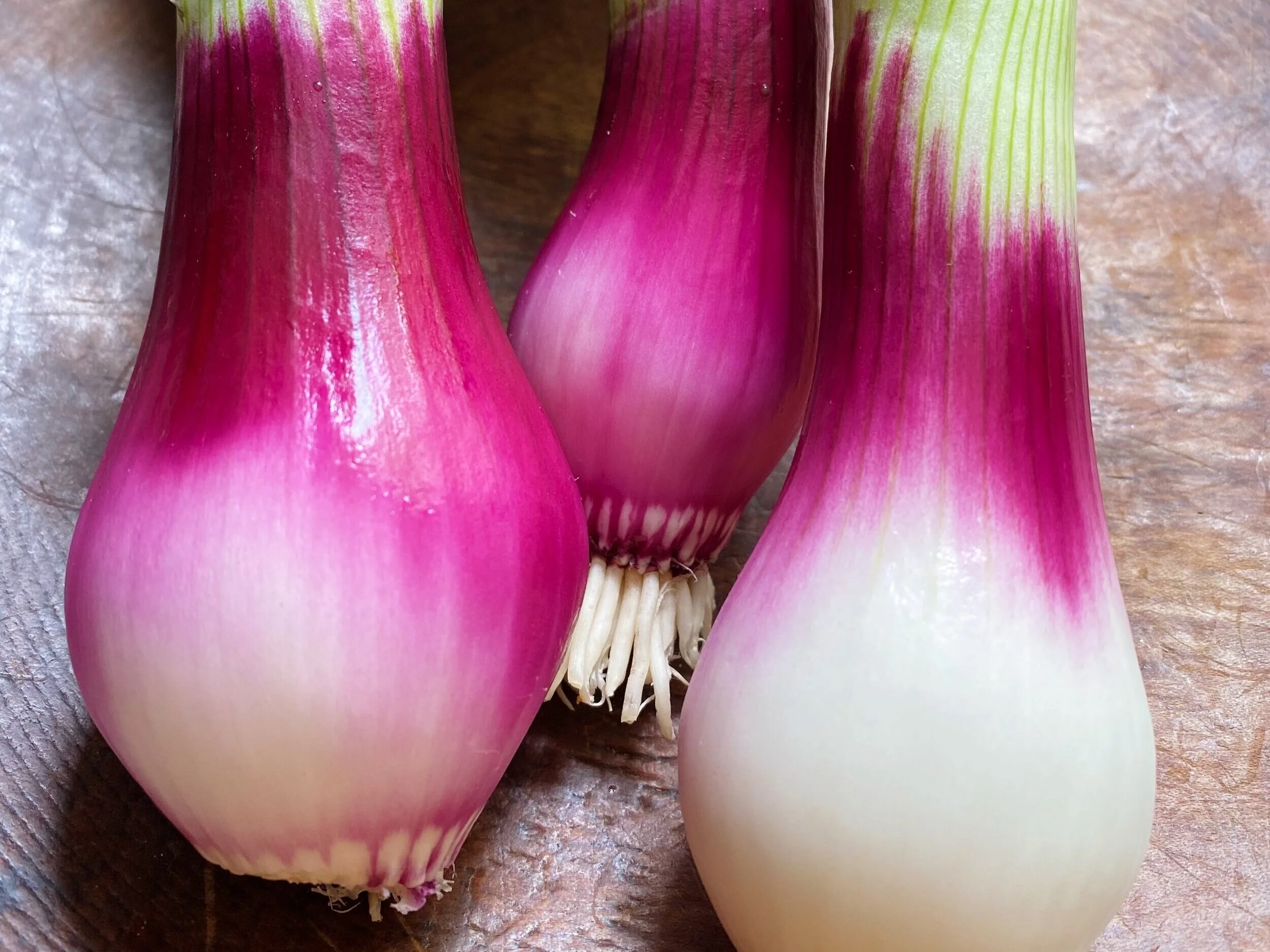 NW Spring Onions: Extraordinary Fresh Flavor!