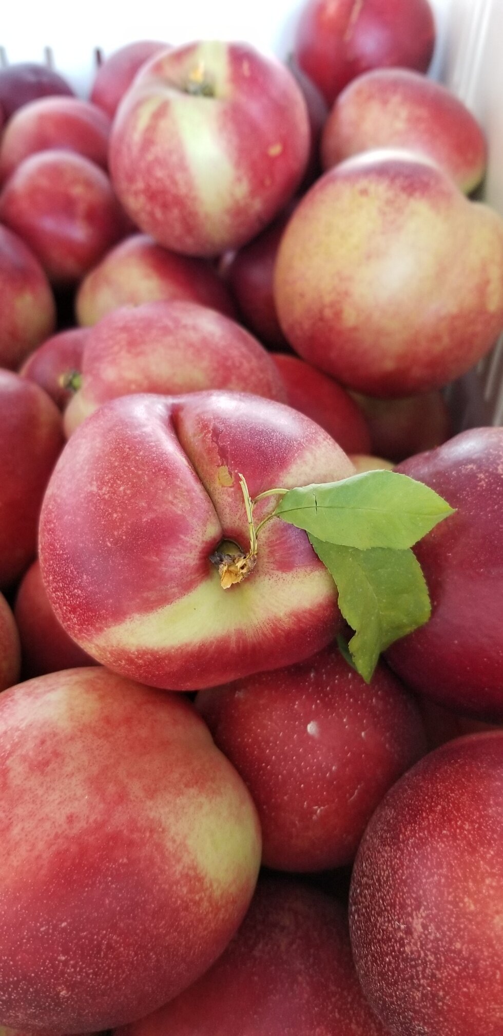 Homegrown Micah White Nectarine (1).jpg