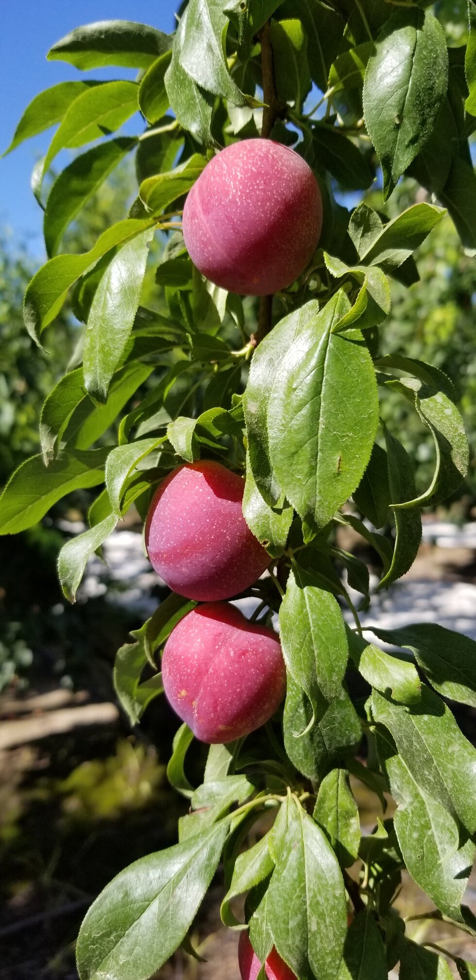 Flavortree - Plum Cherry (3).jpg