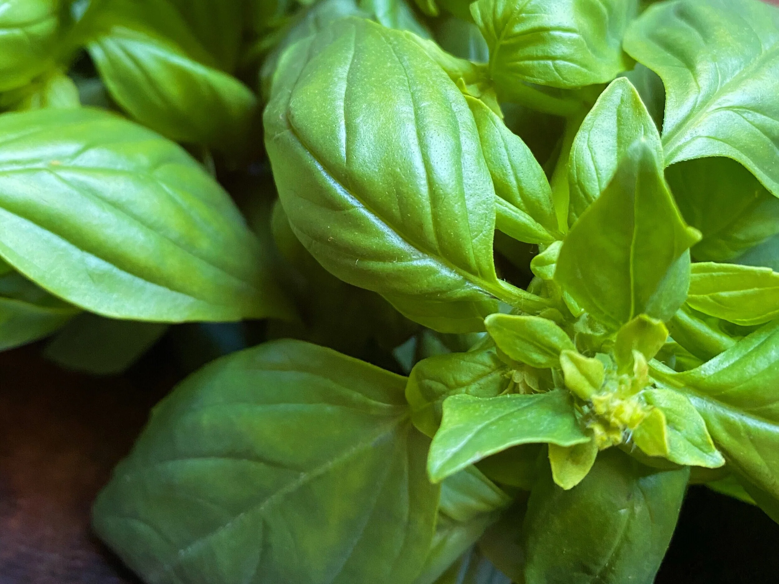 NW Basil Brings Fresh Flavor