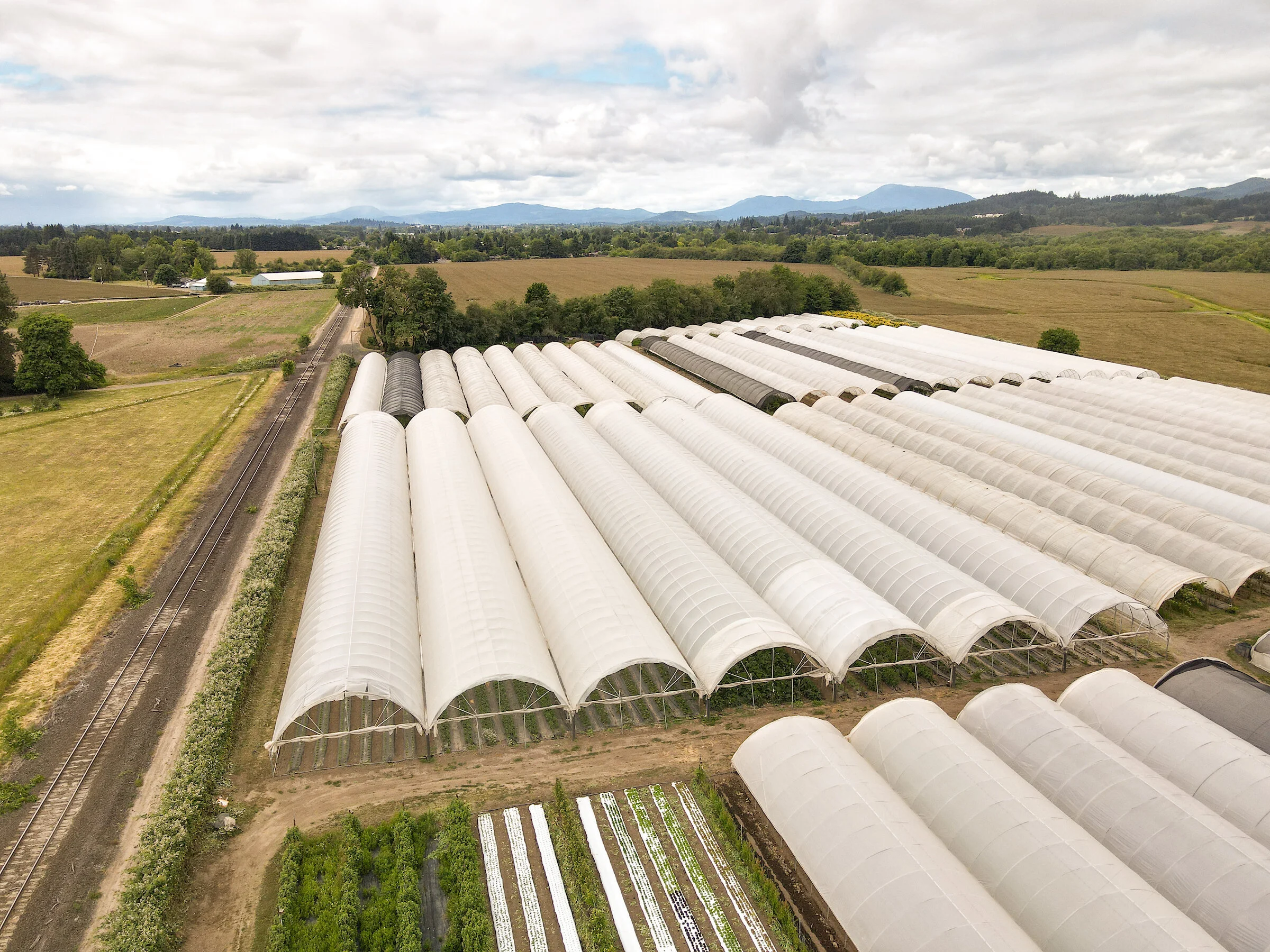 From His Early Days at Good Time Trying Farm to Denison Farms, Tom