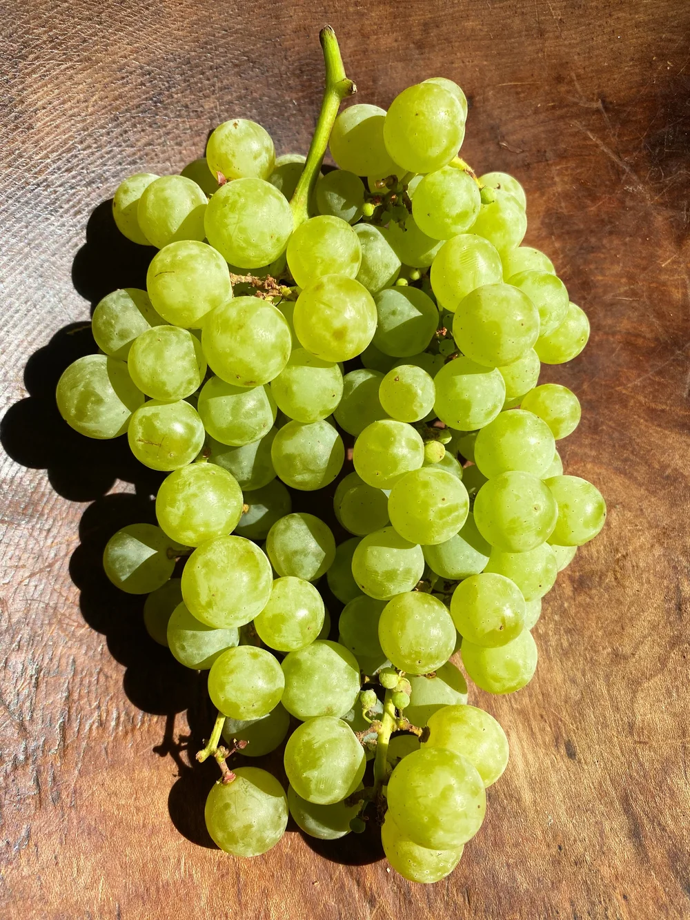NW Grape Season, Short & Sweet! — Organically Grown Company