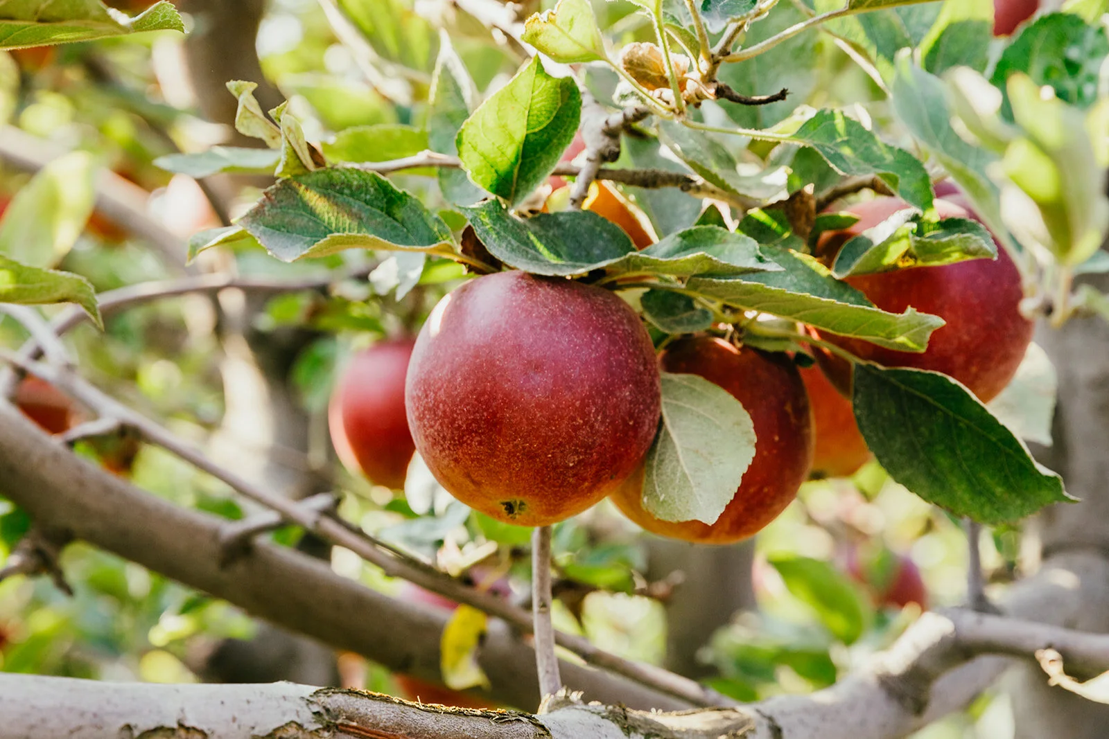 NW Apple Season Off To a Delicious Start! — Organically Grown Company