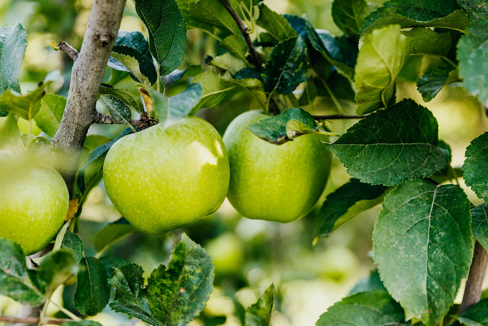 Heirloom_Orchards-59_websize.jpg