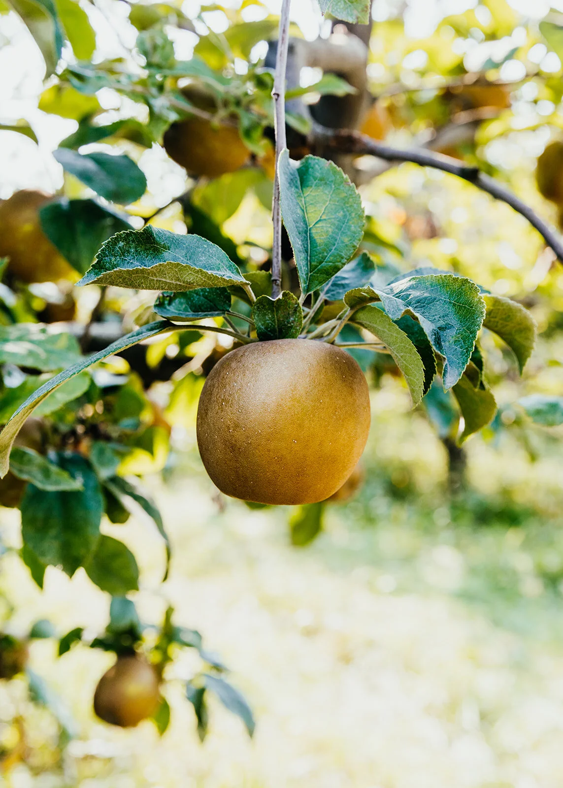 Heirloom_Orchards-63_websize (1).jpg
