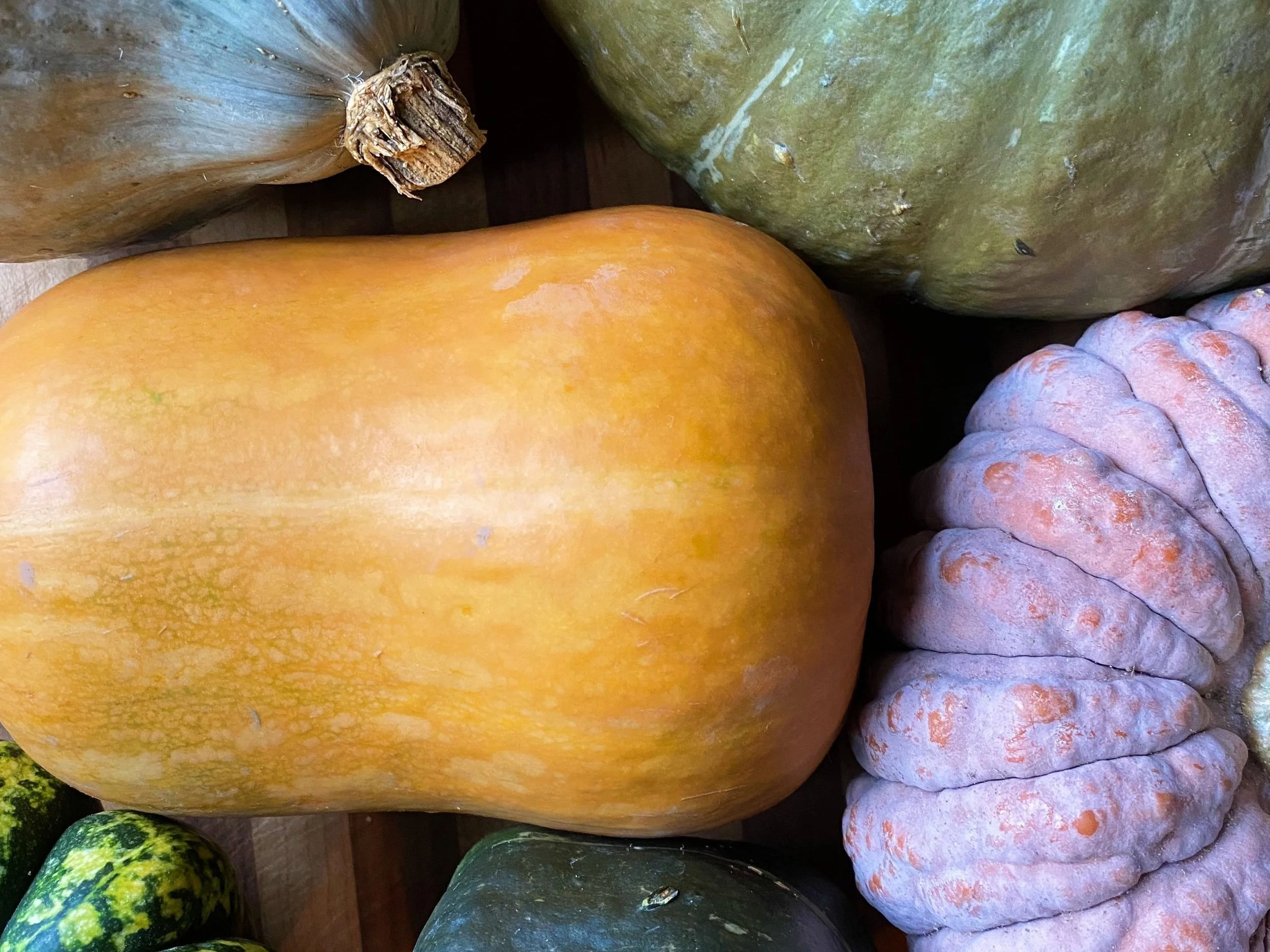 Northwest Winter Squash Varieties Entice Eaters to Try Something New