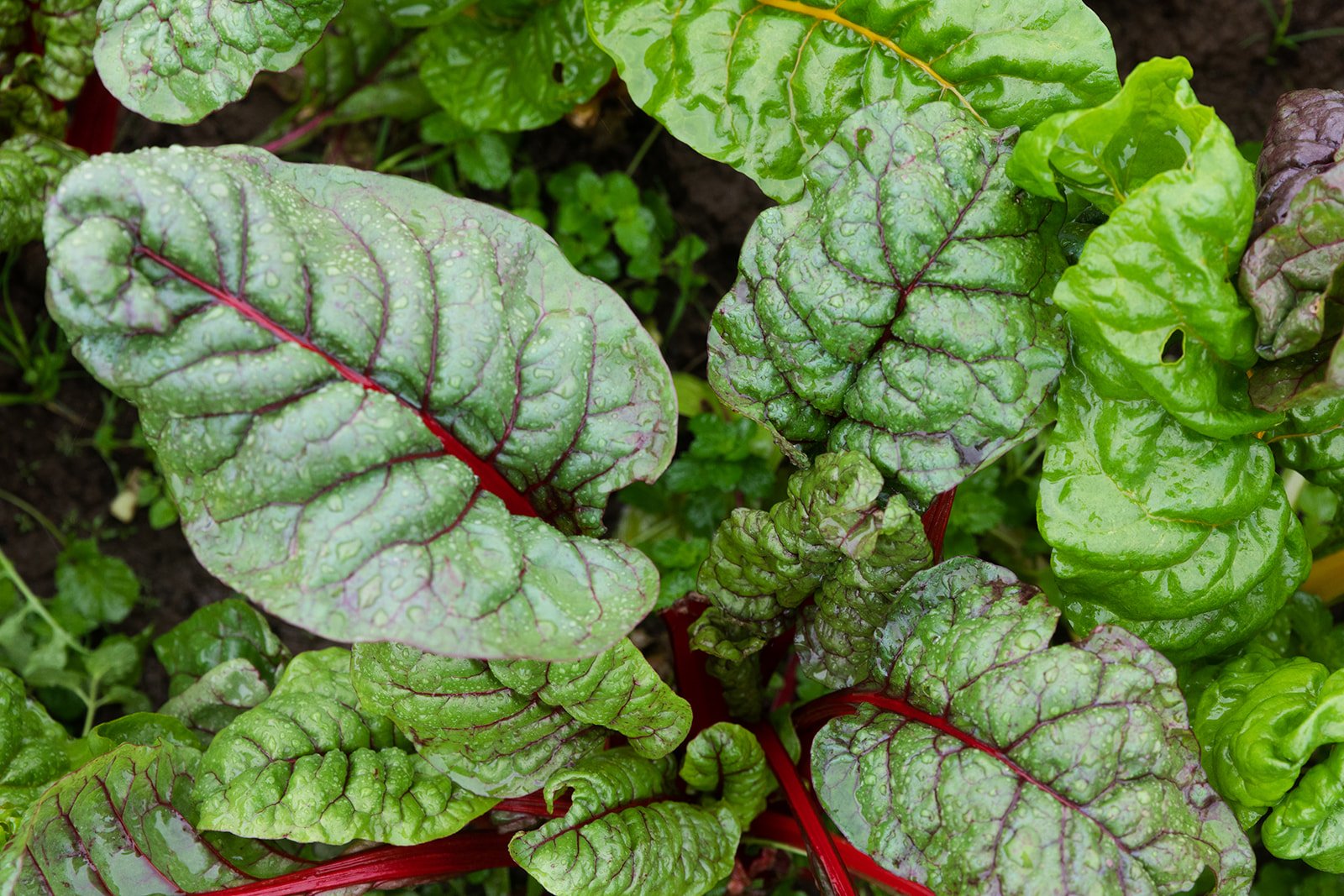 Organically Grown Company Awards Mission Fund Grants to 25 Stakeholder Partners