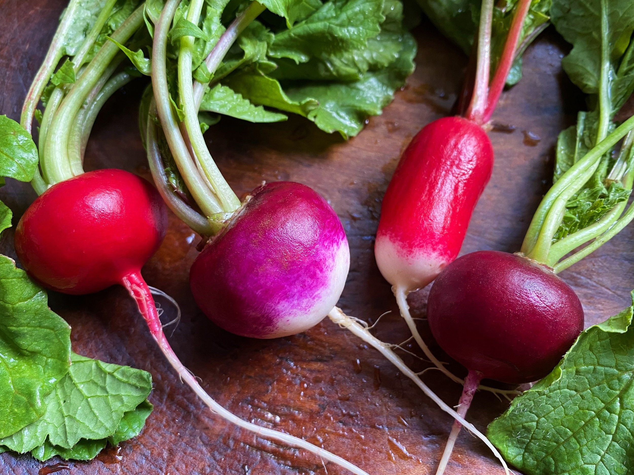 Available Now! Colorful & Crunchy Radishes From NW Growers
