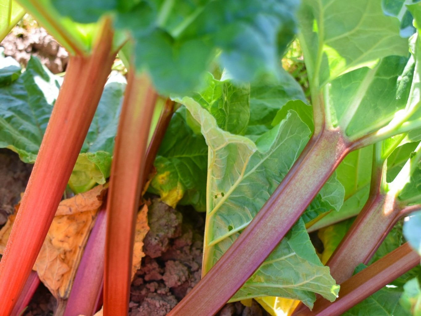 Ruby Red Rhubarb from Montecucco Farms