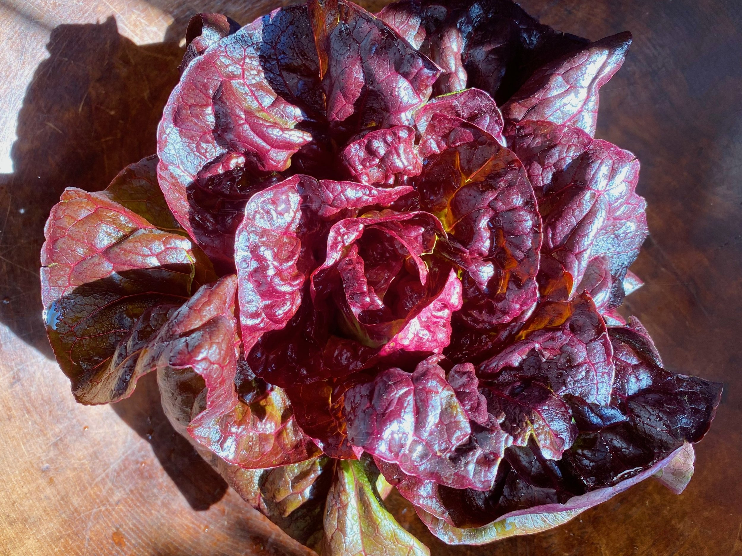 Fill Shoppers Salad Bowls with Northwest-Grown Lettuces!