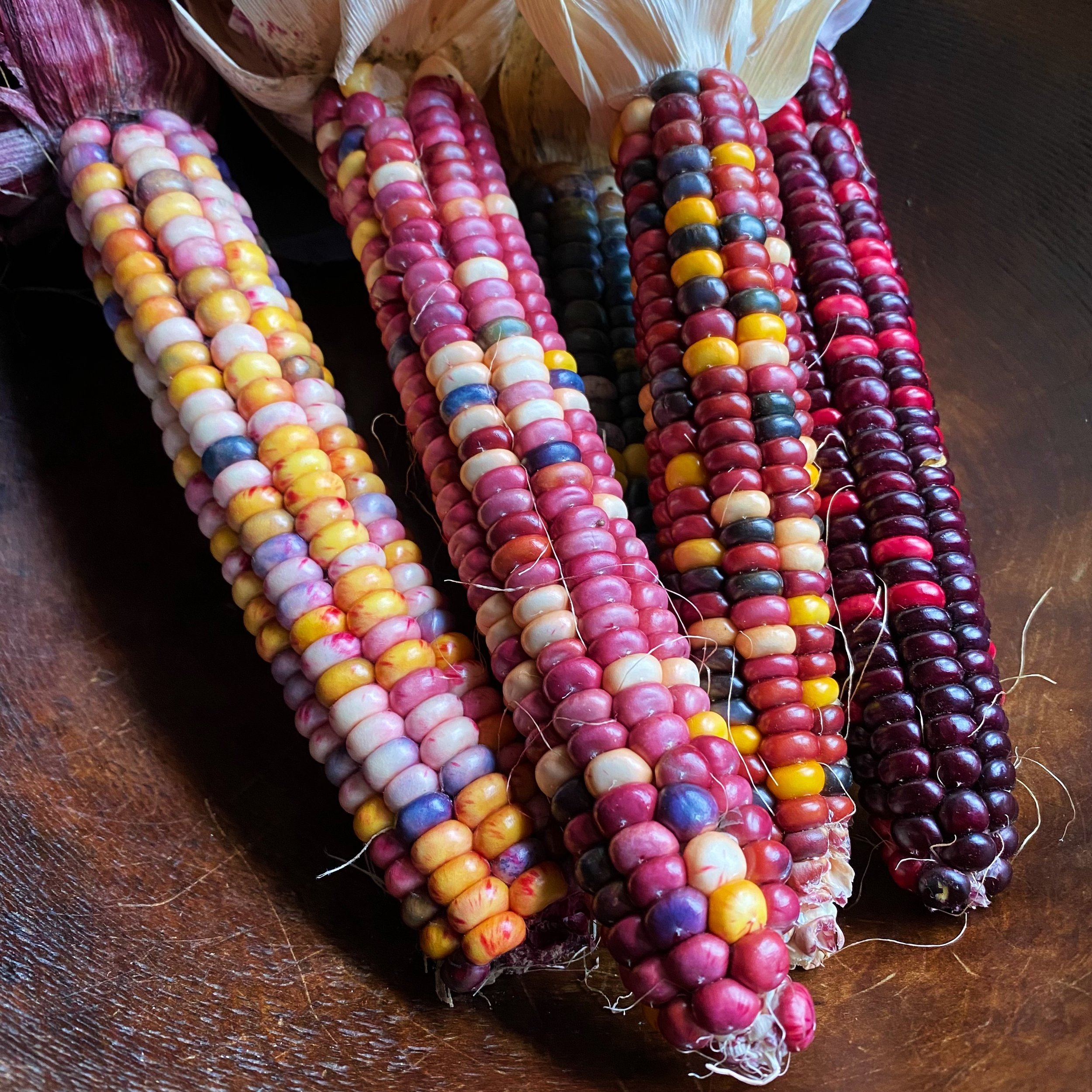 Decorative_Corn_Square.jpg