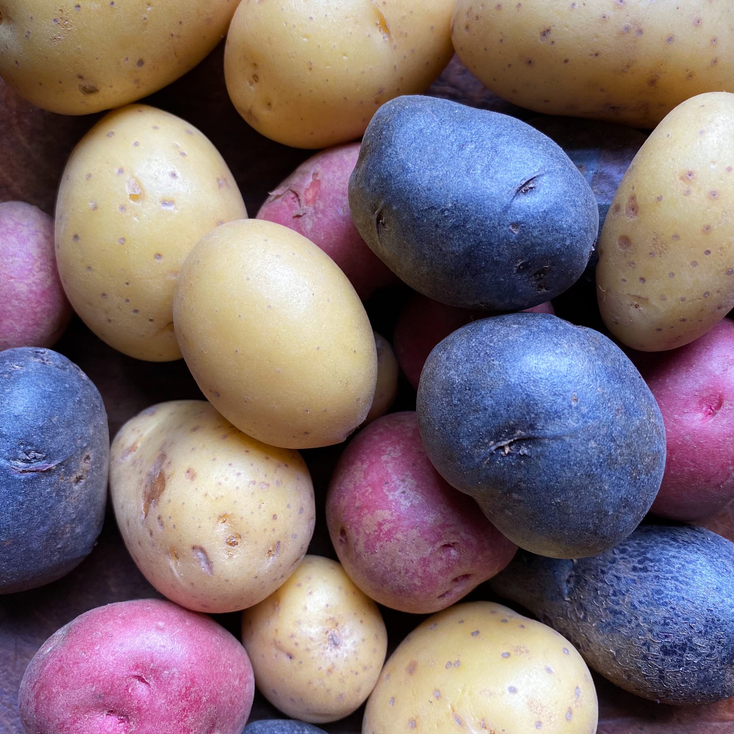 yellow_red_purple_potatoes_Square.jpg
