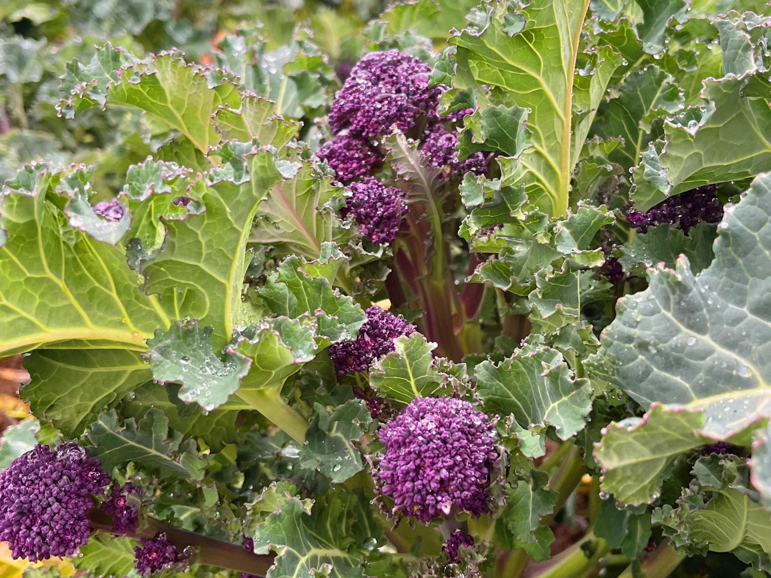 NW Purple Sprouting Broccoli Update: Soon!
