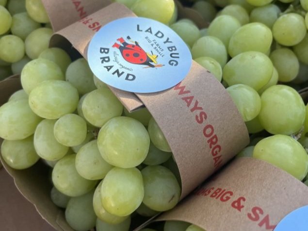 New Ladybug Brand Seedless Grape Totes 