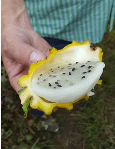 OGC_YellowPitaya_Photo_1.jpg