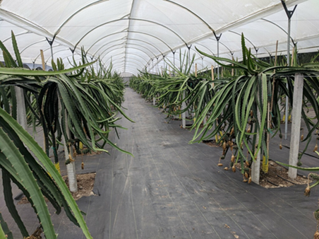 OGC_YellowPitaya_Greenhouse_Photo.png