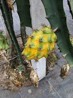 OGC_YellowPitaya_Fruitonplant_Photo.png