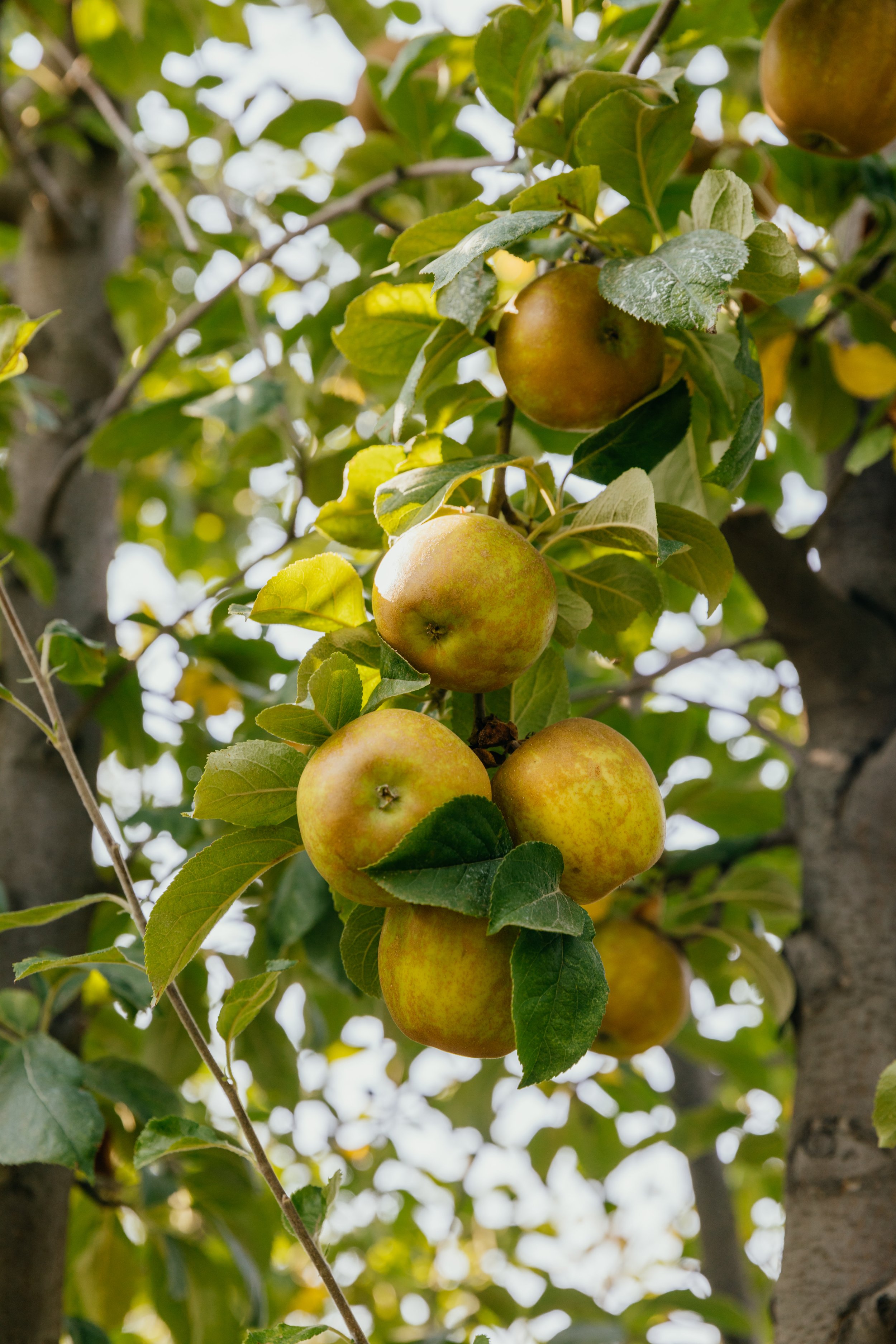 Heirloom_Orchards_2020_104.jpg