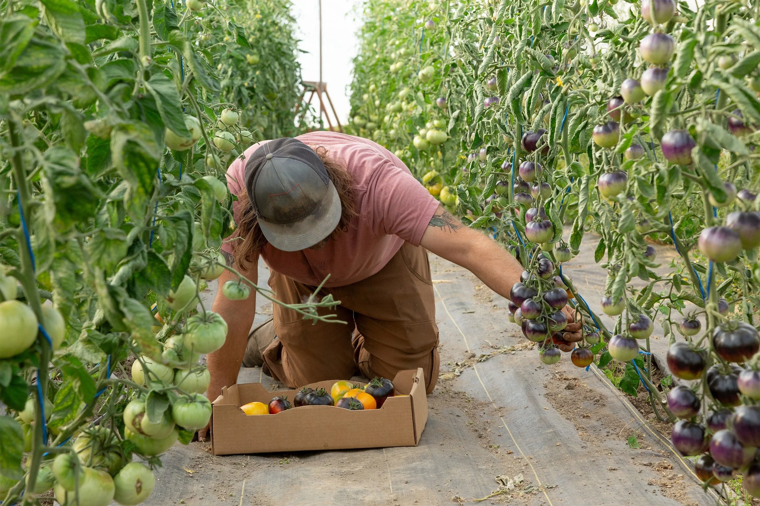 Bright-Thread-Farm---Greenhouse-Tomatoes---080223_046-1 pc_ High Mowing Organic Seeds.jpg