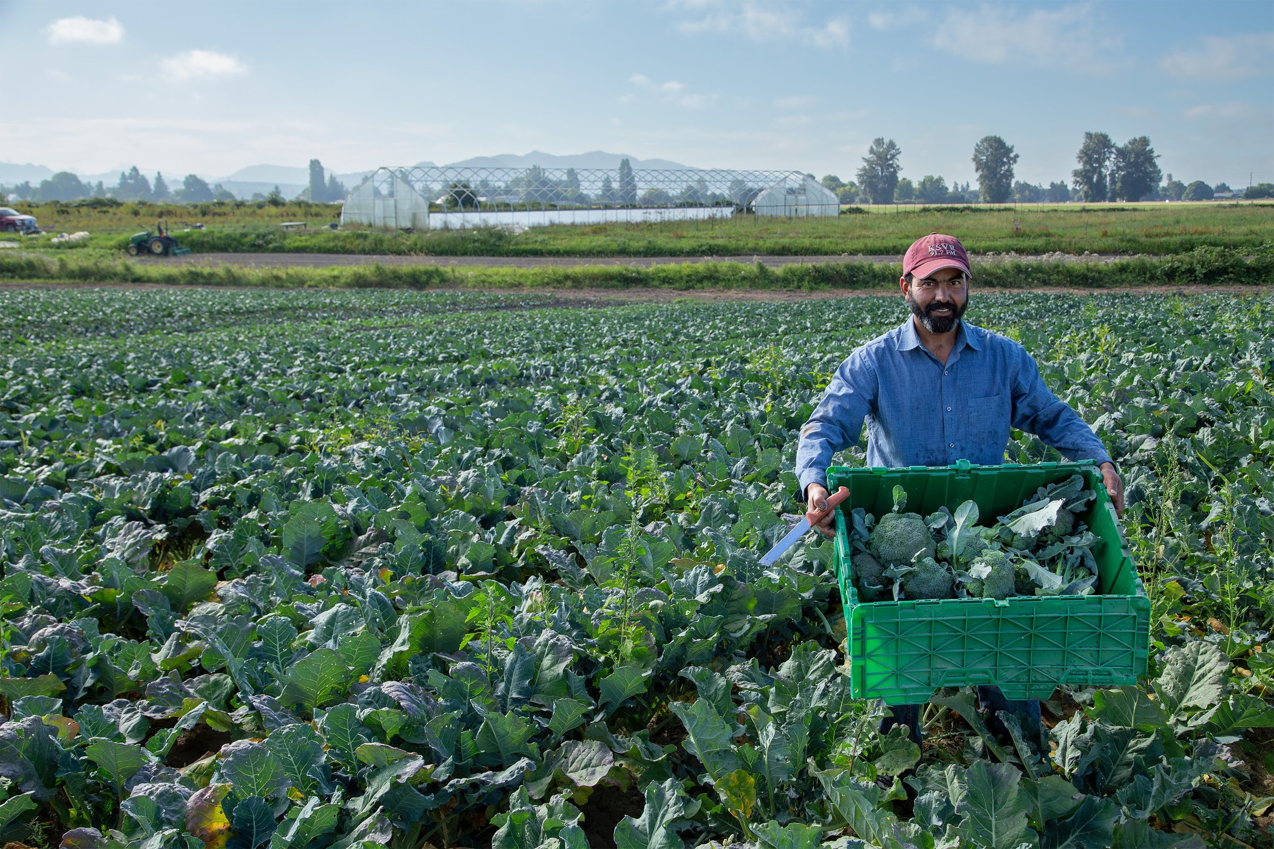 Farias-Farm-(Viva)---Broccoli---080323_034-Enhanced-NR-1_pc High Mowing Organic Seeds.jpg