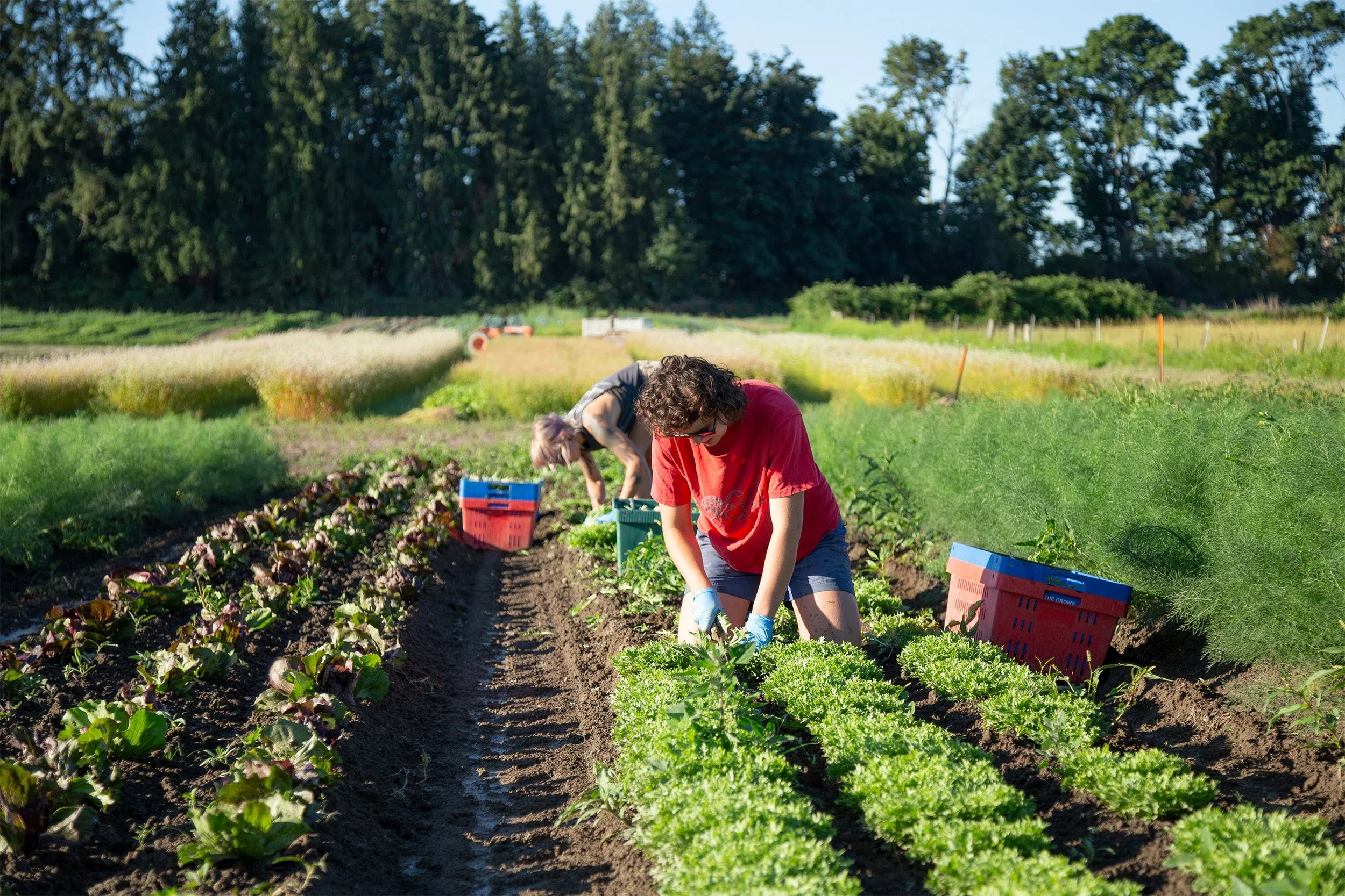 The-Crows-Farm-(Viva)---Frisse-Endive---080223_028-1_pc High Mowing Organic Seeds.jpg