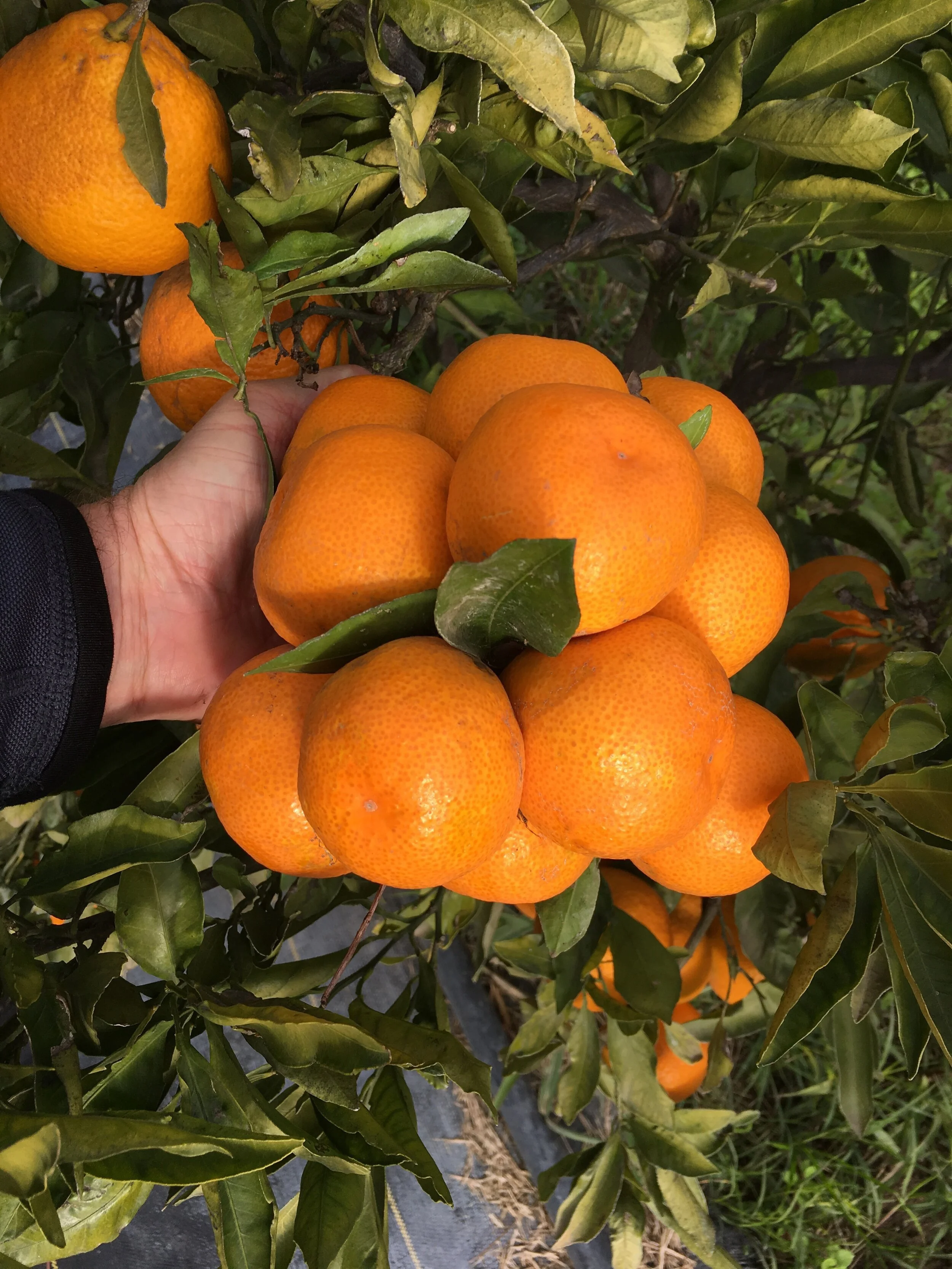 Satsumas-clean.jpg
