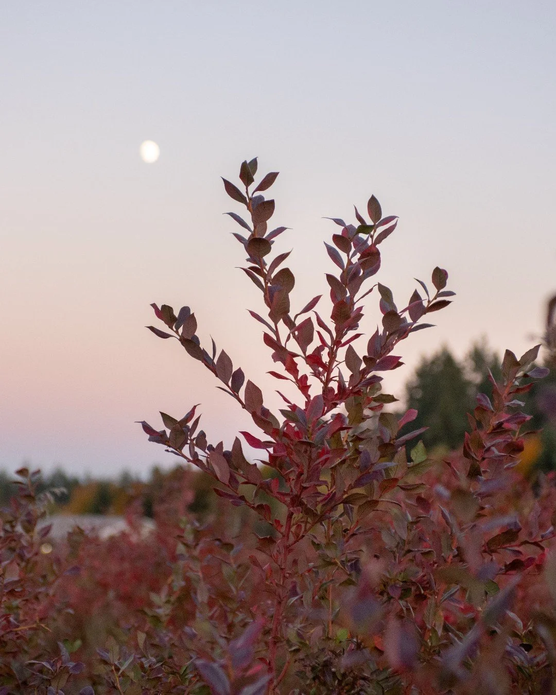 Today is the Winter Solstice, the longest night of the year, and the quiet turn back toward light.​
It&rsquo;s a moment agriculture knows well. Some fields rest. Others are hard at work, growing the tasty fruits and veggies that carry us through wint