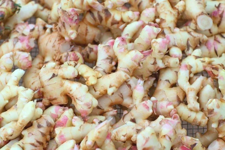 Kolo Kai Organic Farm Raises Remarkable Rhizomes&nbsp;