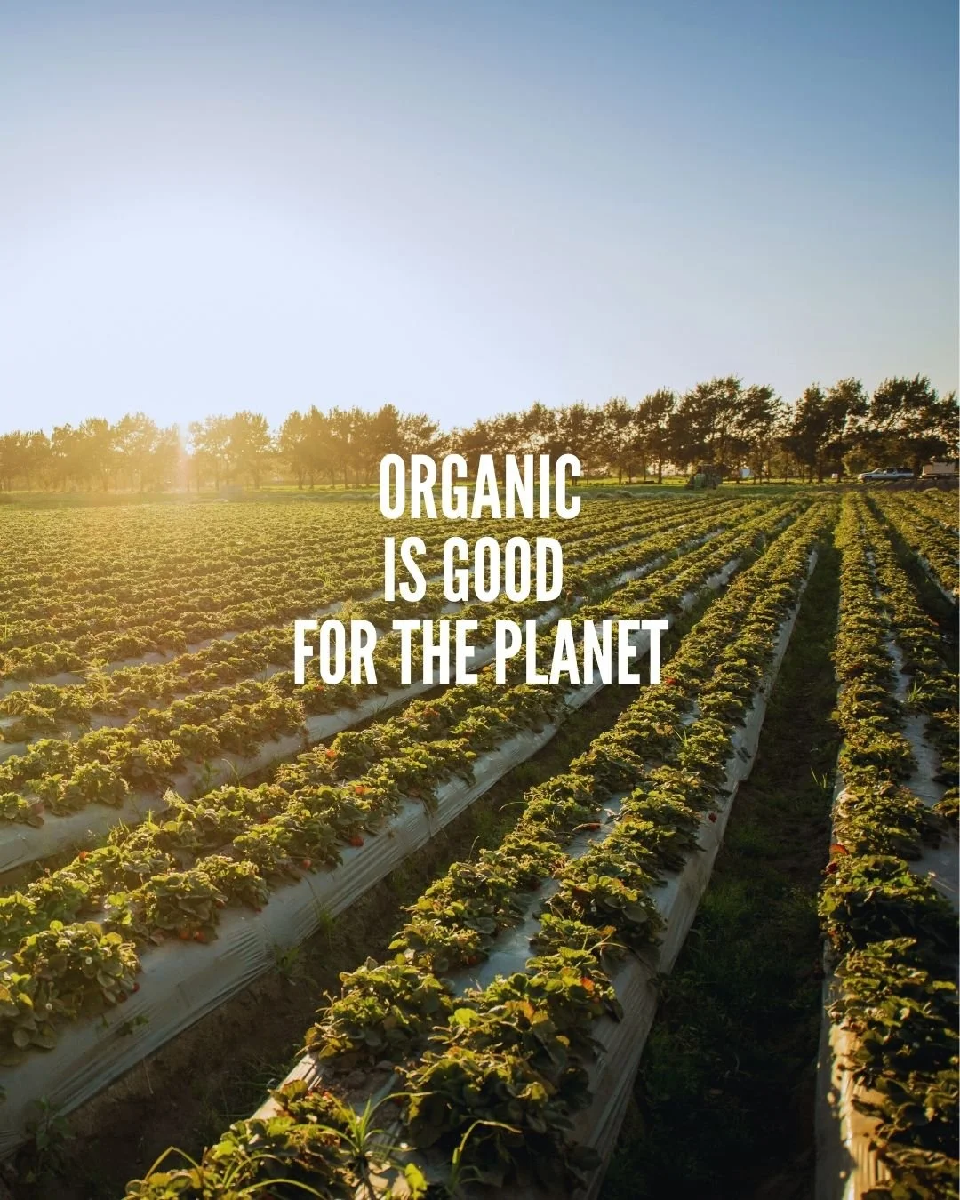 Organic is the answer. How? Well (deep breath) organic...
🌍Reduces greenhouse gas emissions​
🌍Protects natural resources​
🌍Sequesters more carbon​
🌍Regenerates soil health​
🌍Protects biodiversity and pollinators​
🌍Builds drought and flood resil