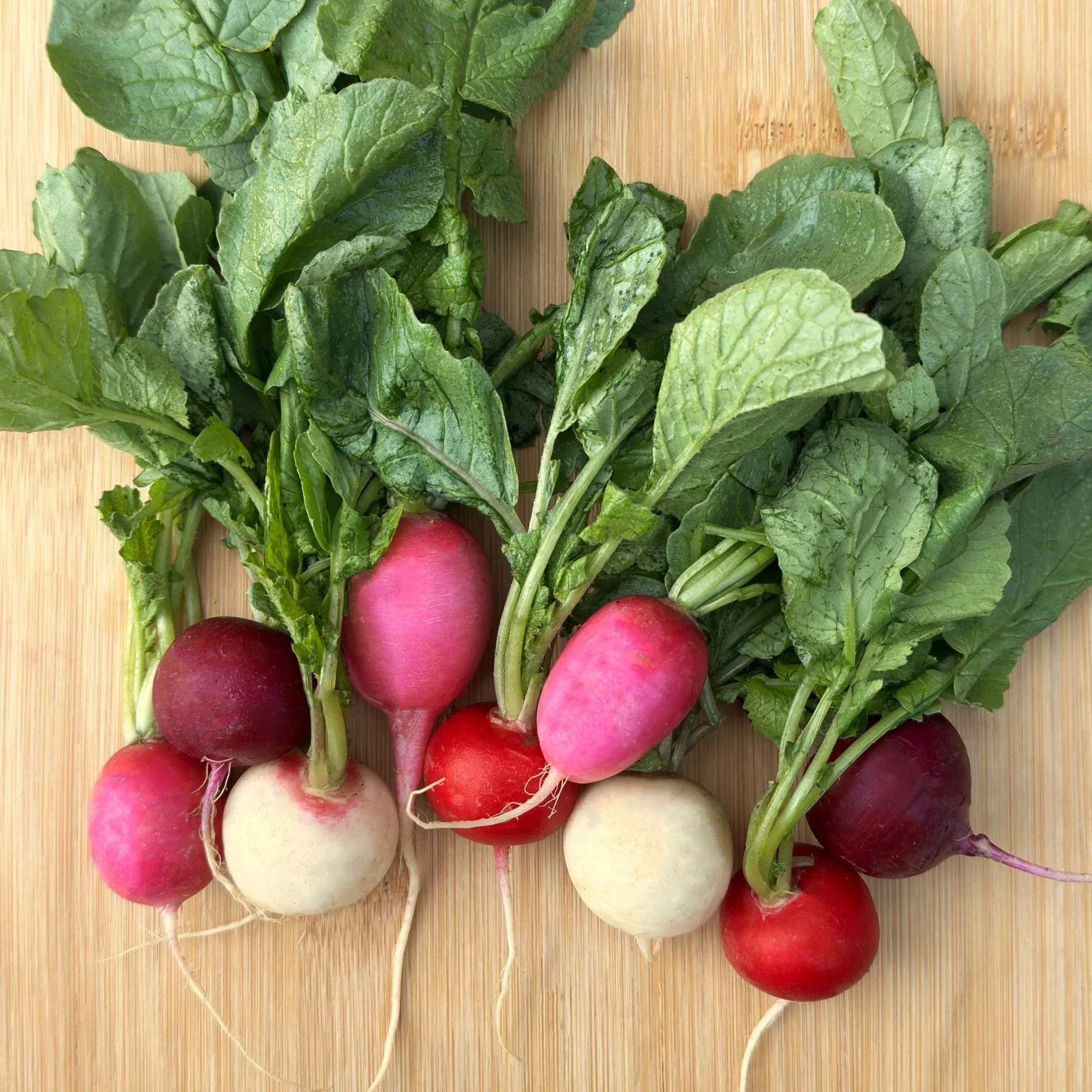 Easter Egg Radish