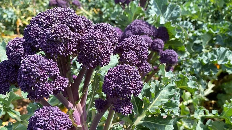 Siri_Purple-Sprouting-Broccoli_800x450.jpg