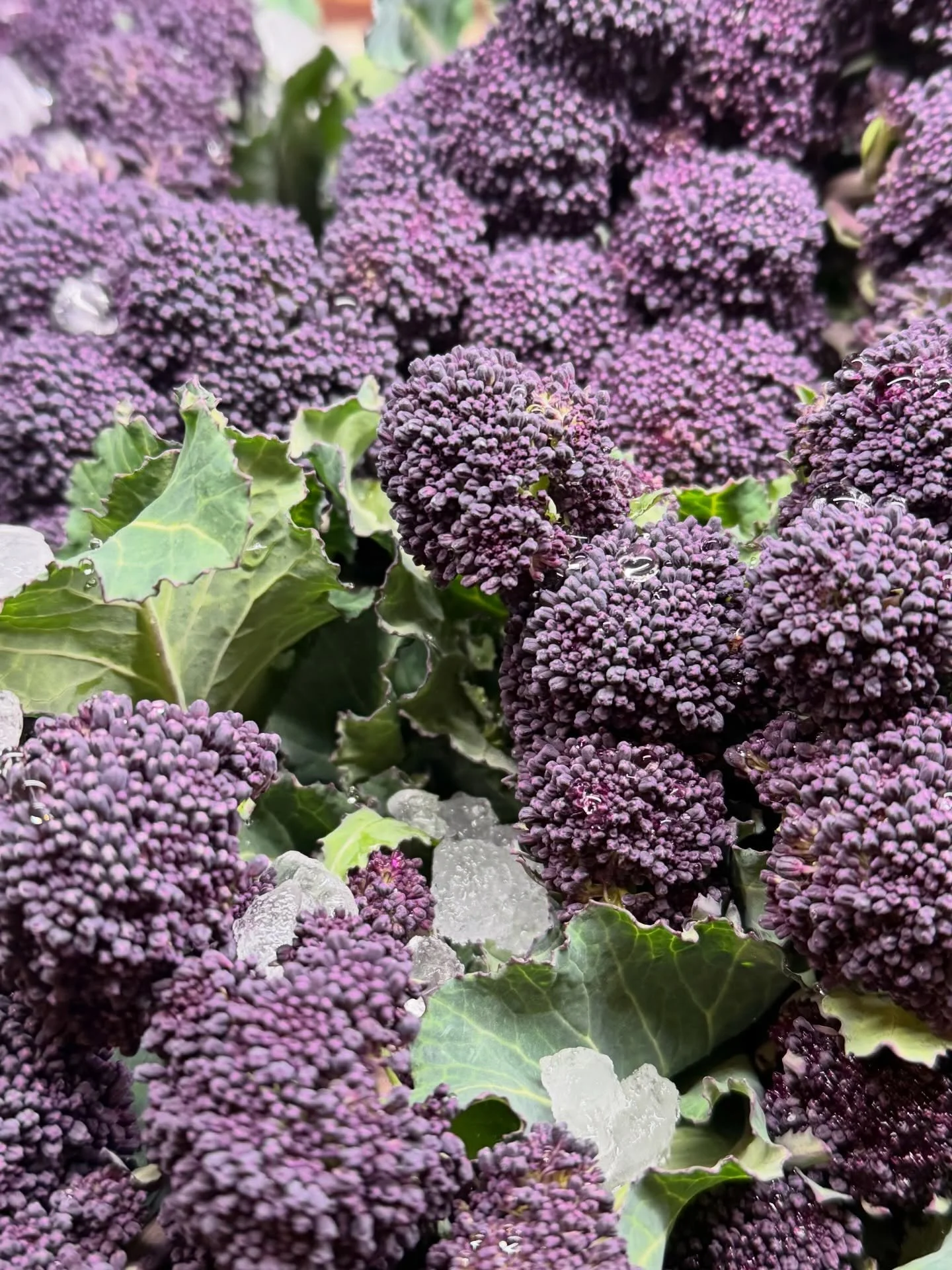 Get Fresh for Spring! 🌦️

This winter&rsquo;s mild weather in the Northwest means that spring is starting early. The equinox might not be here quite yet, but early spring favorites like organic Purple Sprouting Broccoli, Italian kale raab and bunch 