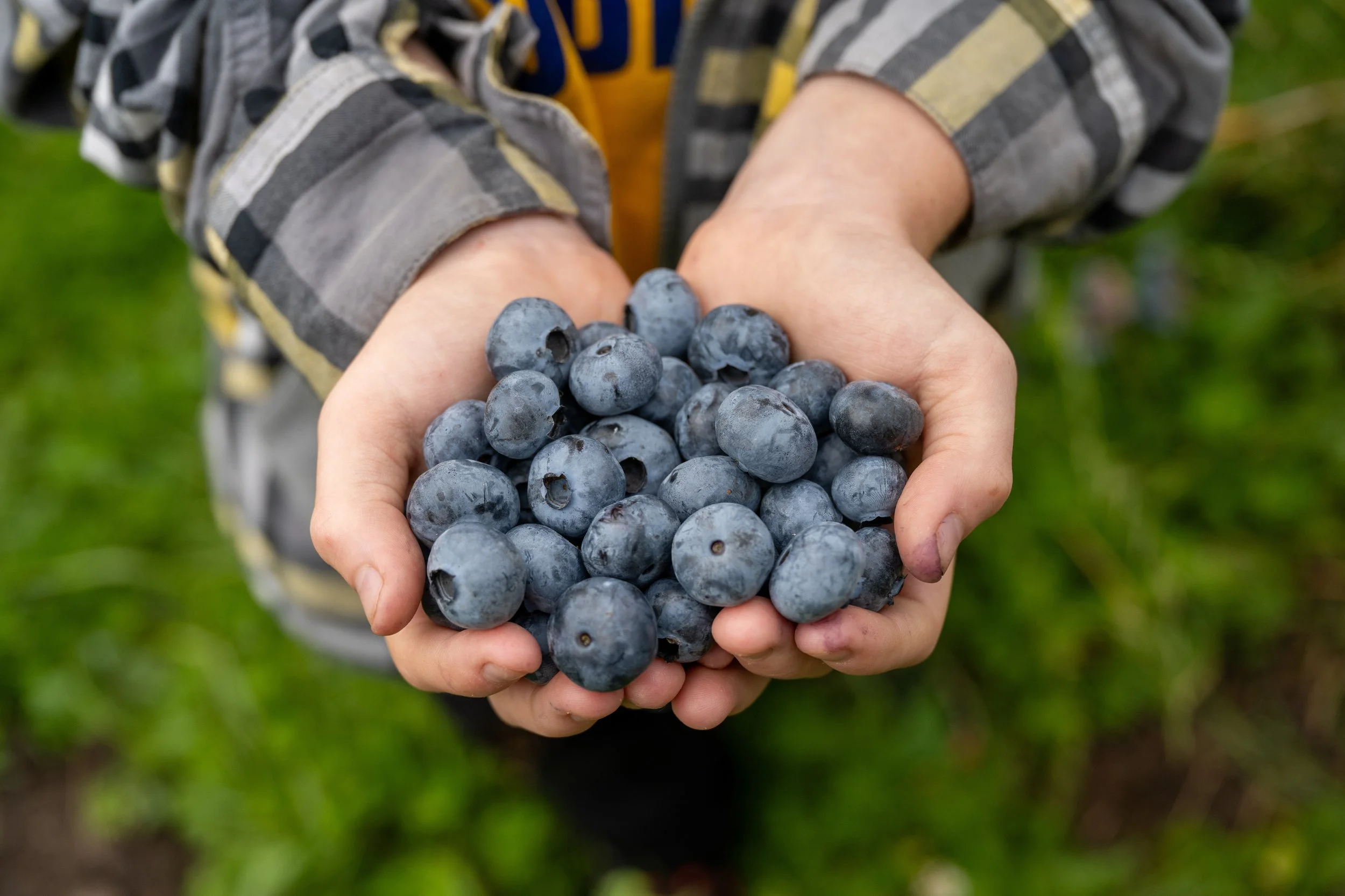 Berkeys_Blueberries_0021_InHand.jpg