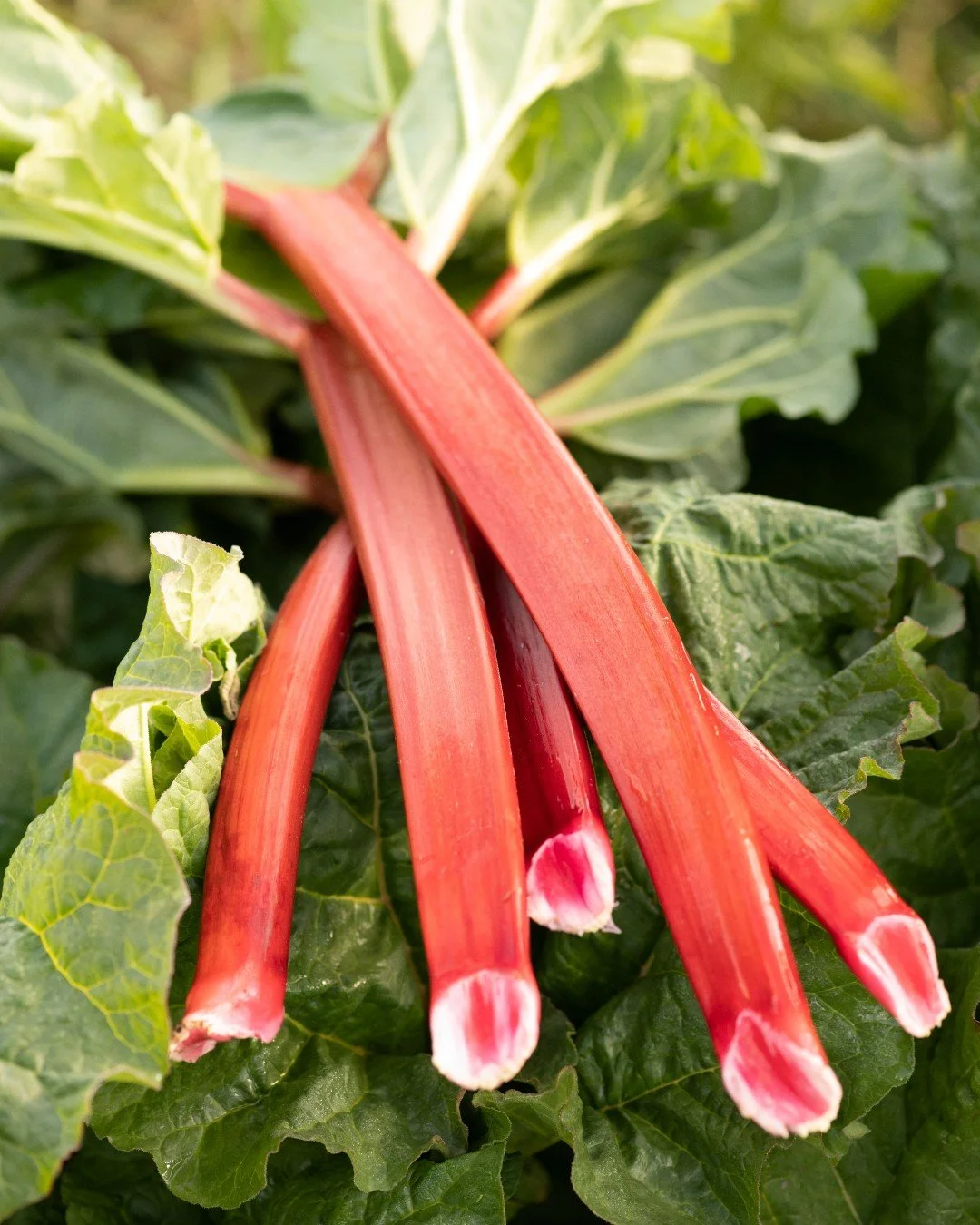 When rhubarb shows up, shoppers notice. Want to get more out of Northwest grown rhubarb season while it&rsquo;s here? A few small display moves can make a big difference.

Our Rhubarb Toolkit brings together simple signage, staff talking points and e