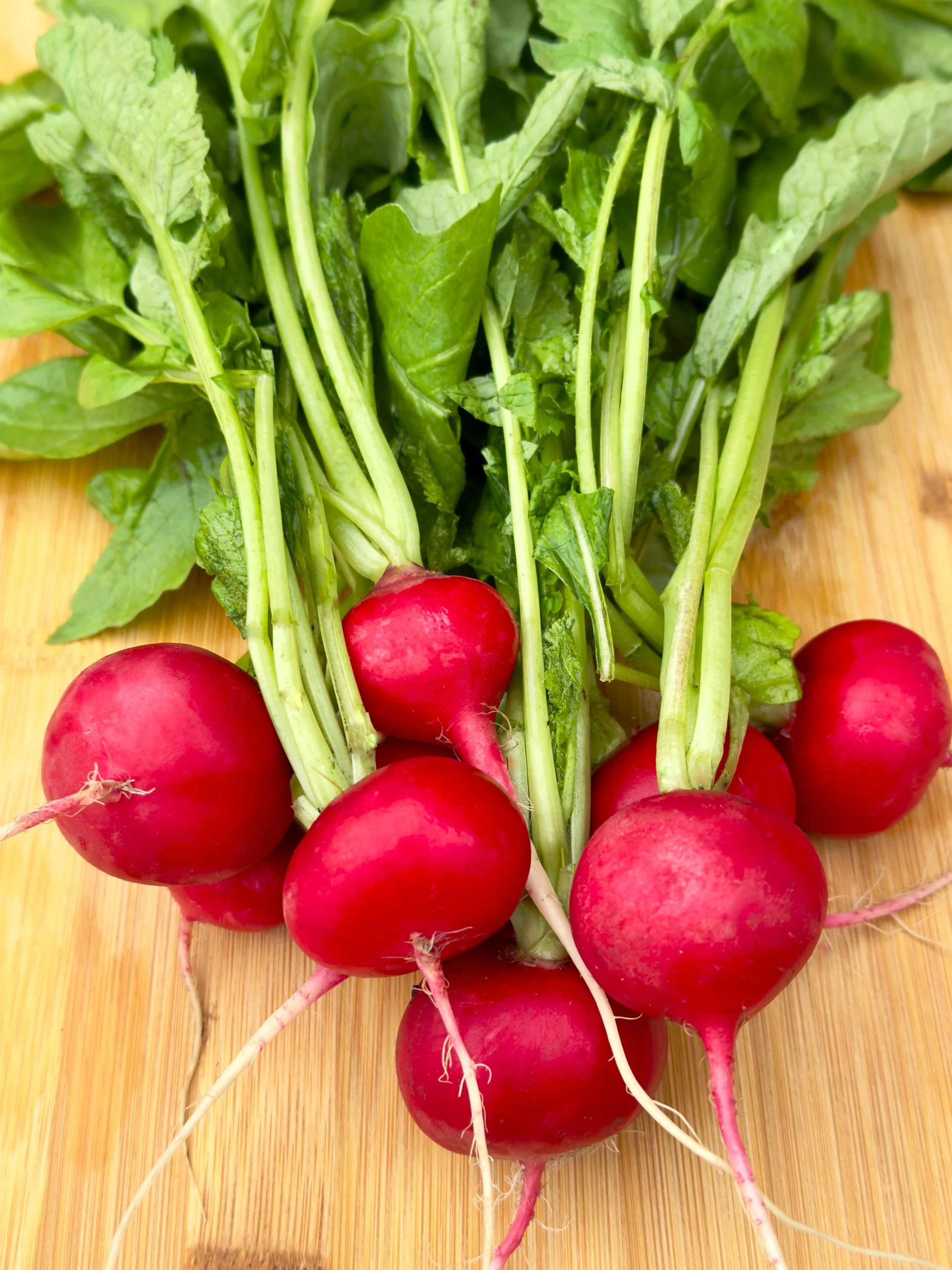 NW Radish 2 2025 (Retouched).jpg