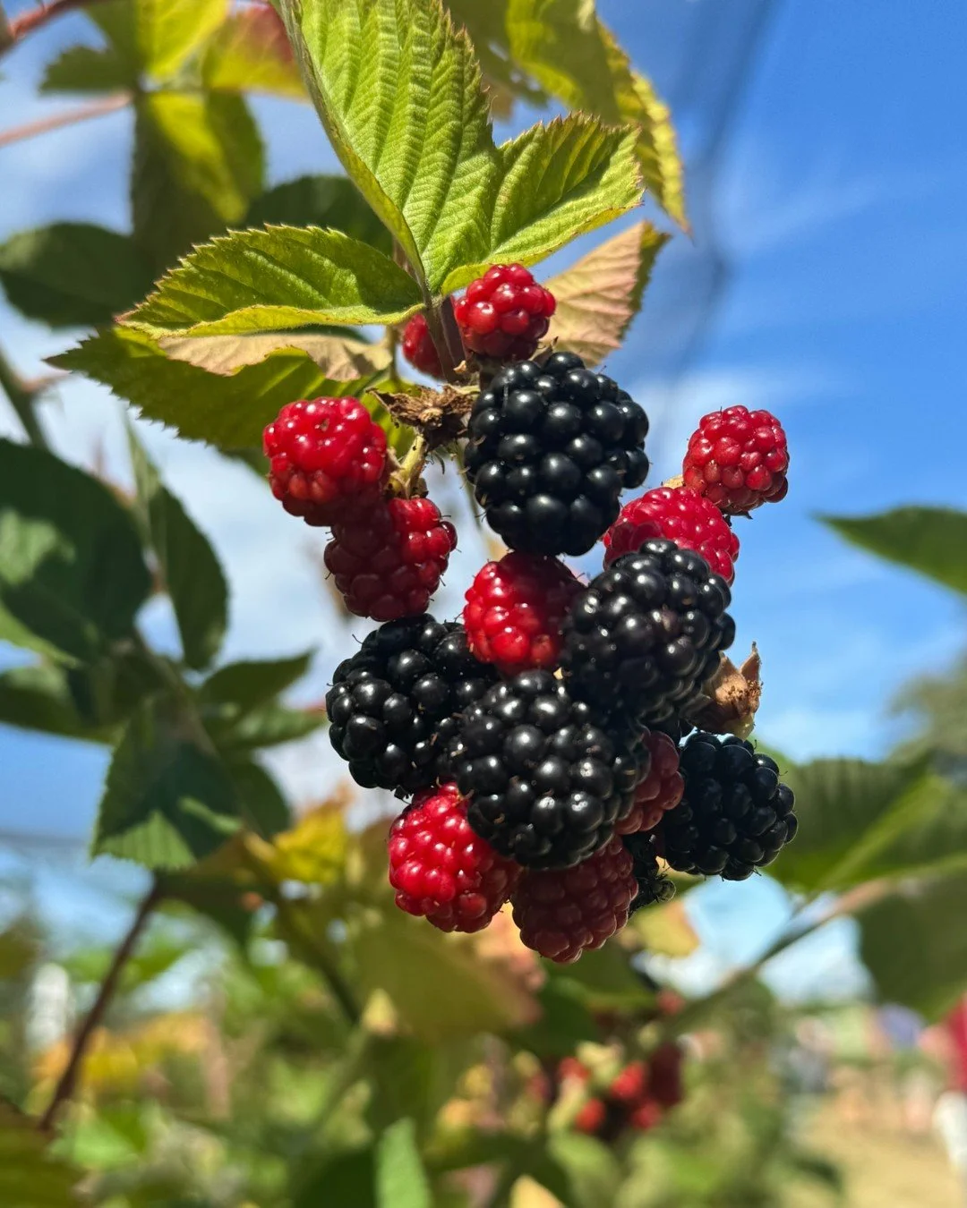 &ldquo;We all want to support Northwest growers, yet to truly support farmers near and far, we need to attract more customers to our departments, and the secret to that opportunity lies in driving fruit sales.&rdquo; Says Jeff Fairchild.

With 40 yea