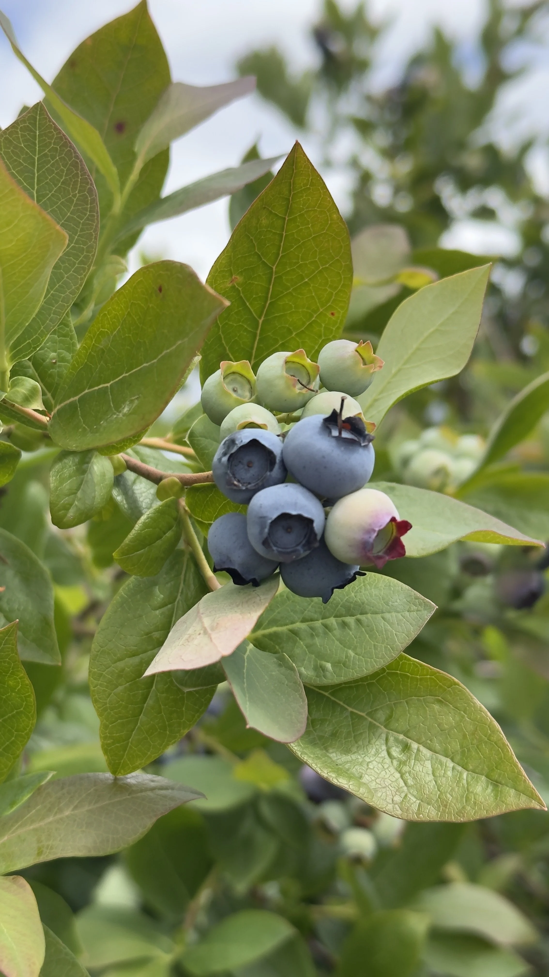 Northwest Open Pint Blueberries Are On&nbsp;&nbsp;