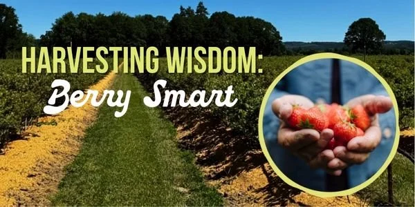 Berry Smart: Balancing Margins &amp; Seasonal Insight to Grow Sales