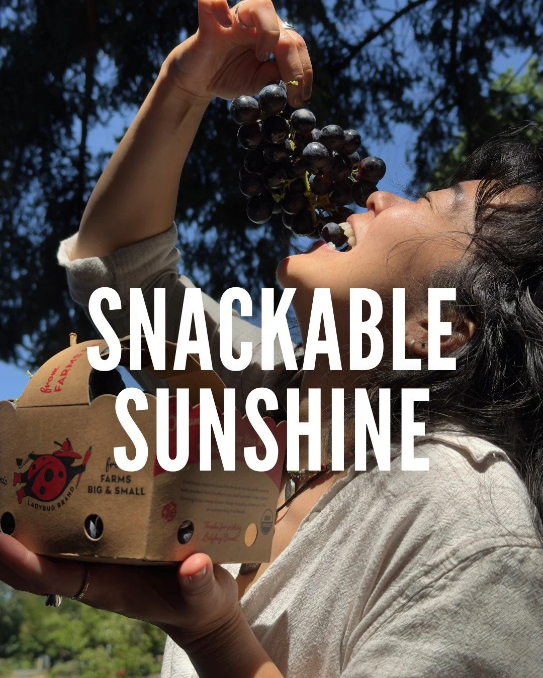 Get sweet snackable sunshine on the go with 100% recyclable @ladybugbrandproduce totes! From red and green classics to specialty Thomcord and more, these organic grapes are grown with care and perfectly poppable&hellip; excellent for lunchboxes, frui