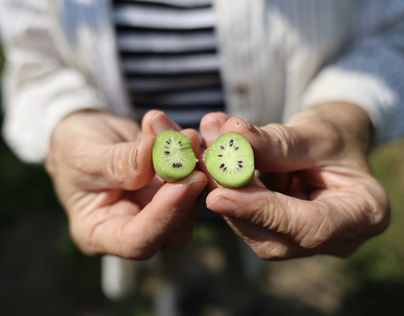 Tiny Fruit. Big Kiwi Energy. 