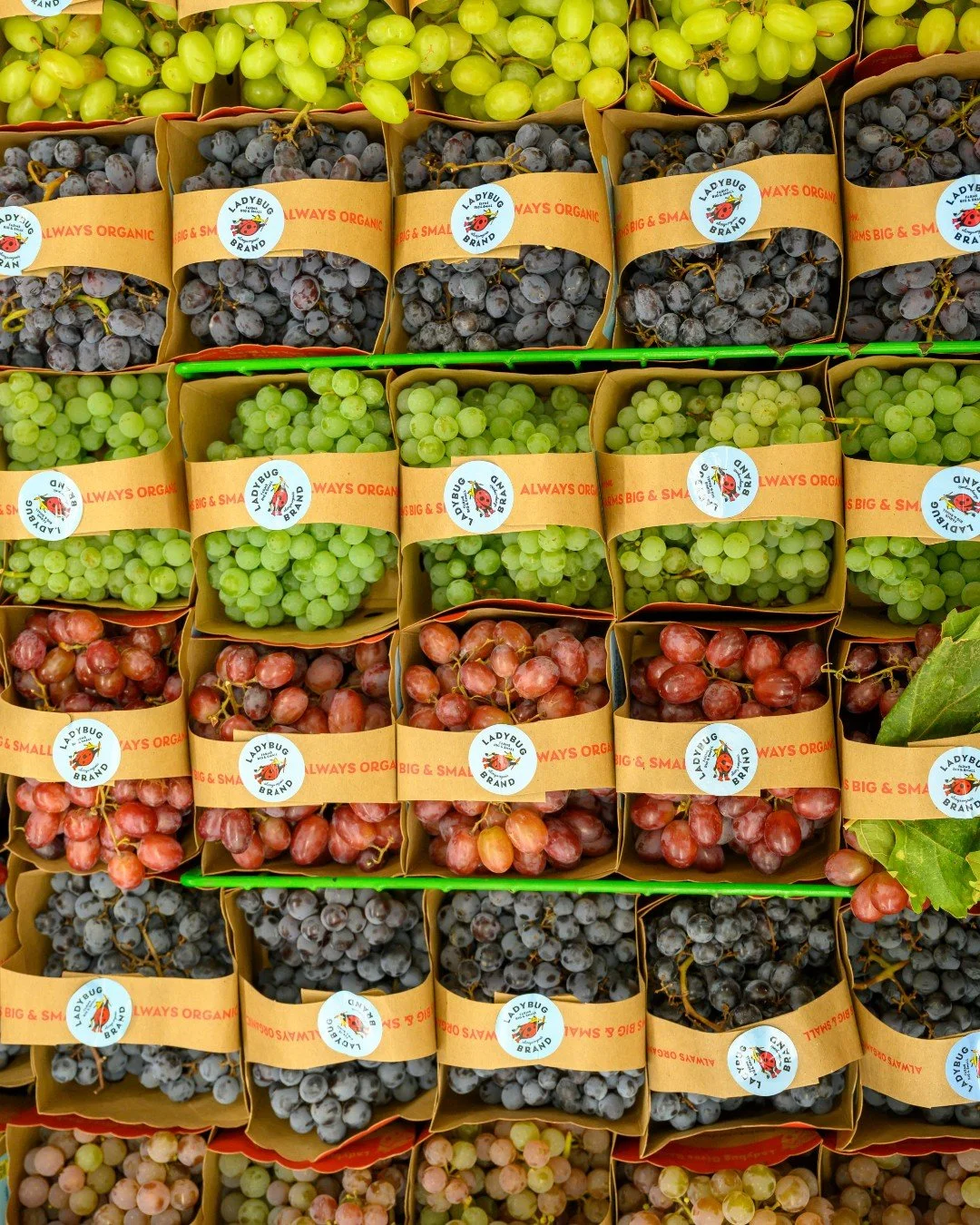 September is the sweet spot for organic grapes. California fruit is still rolling in while Northwest vineyards are hitting their stride, bringing some of the most flavorful and interesting varieties of the year. It&rsquo;s a great time to go beyond r